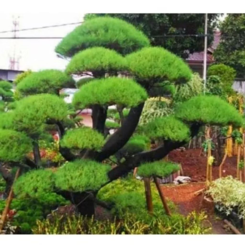 Biji benih pohon cemara udang / bahan bonsai
