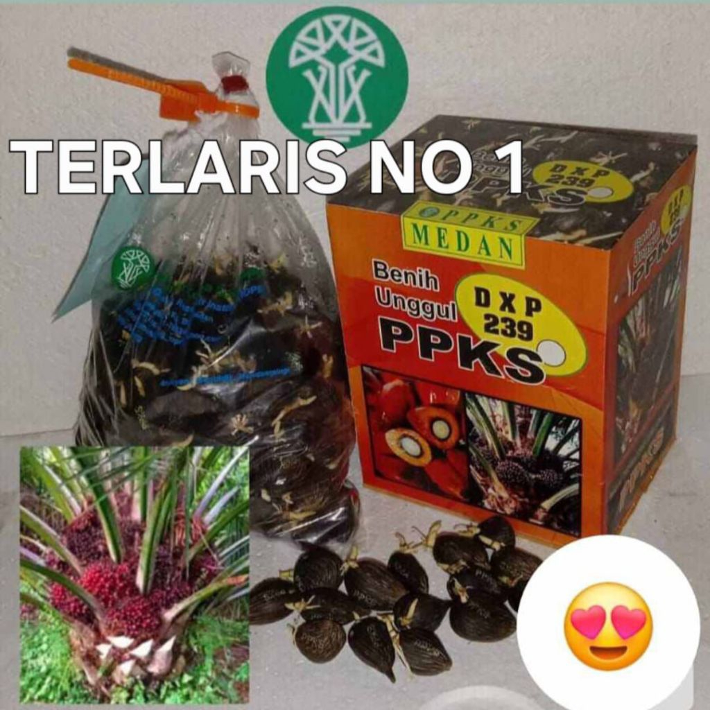 BENIH KECAMBAH SAWIT PPKS MEDAN KUALITAS UNGGUL