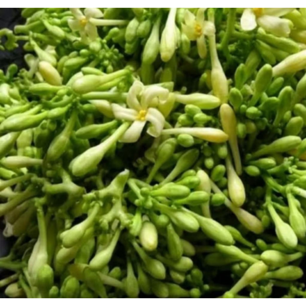 

sayur bunga pepaya
