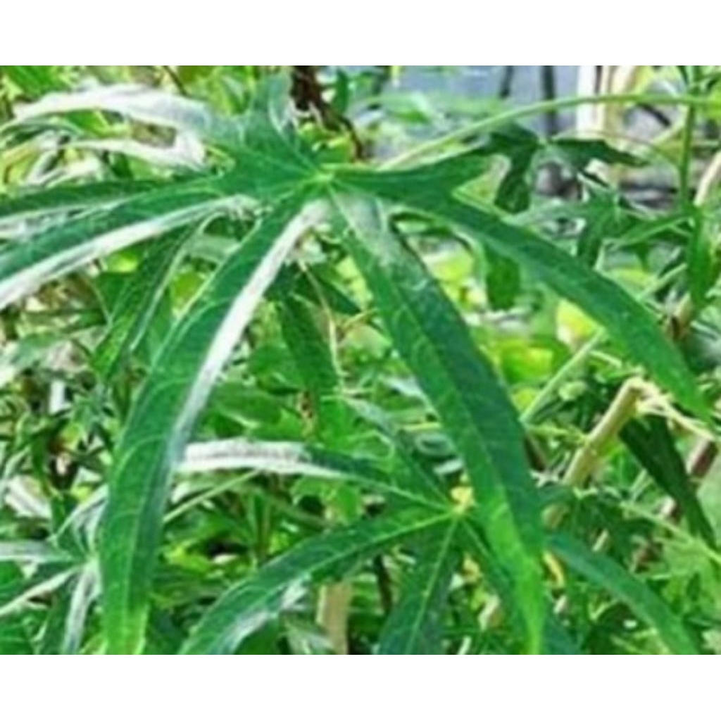 

Daun sampe gedy herbal masih segar 250g