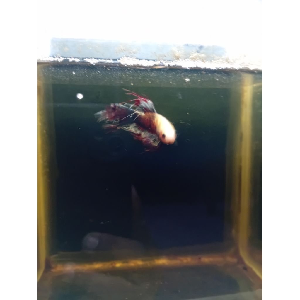 ikan cupang cround tail indukan siap pajang