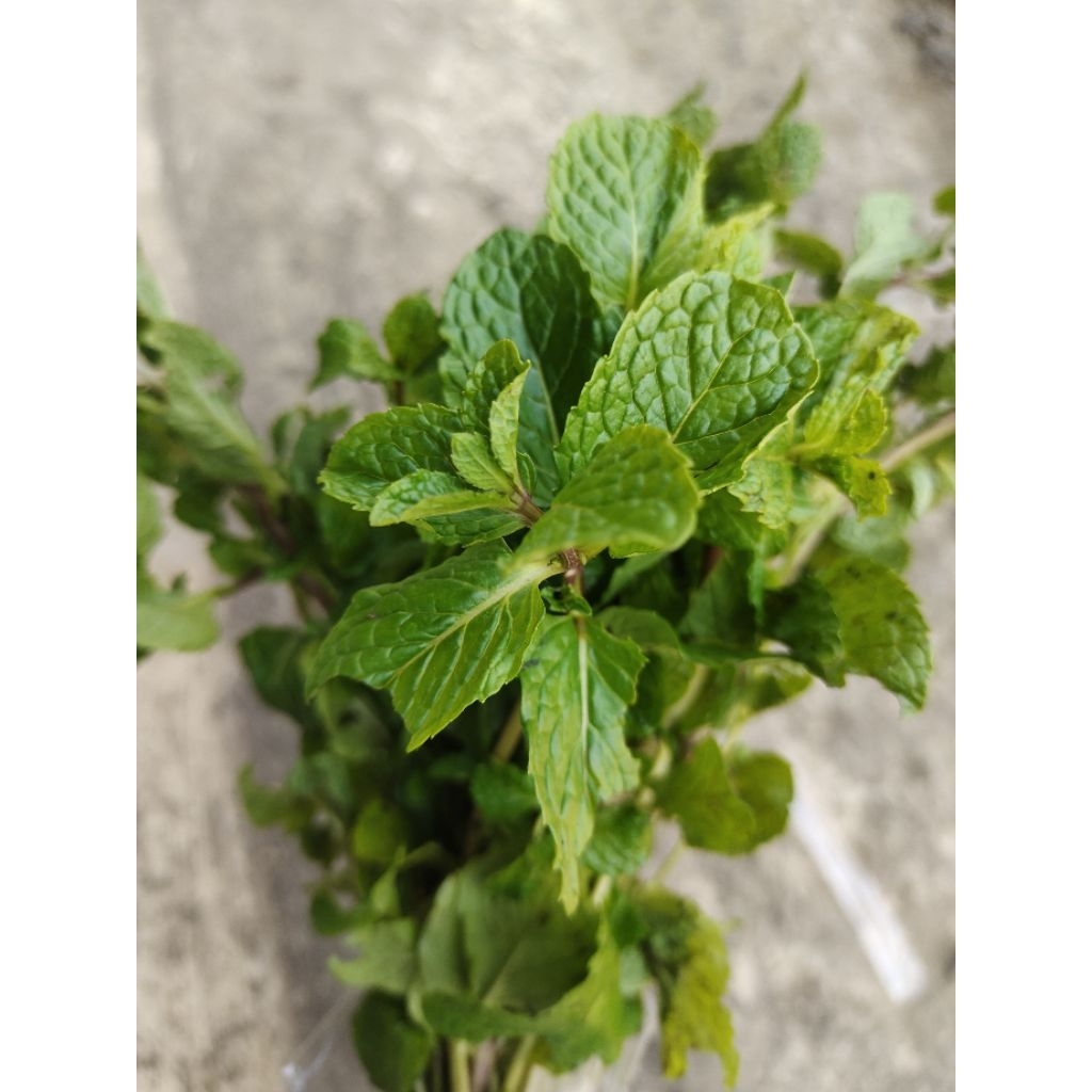 

daun mint