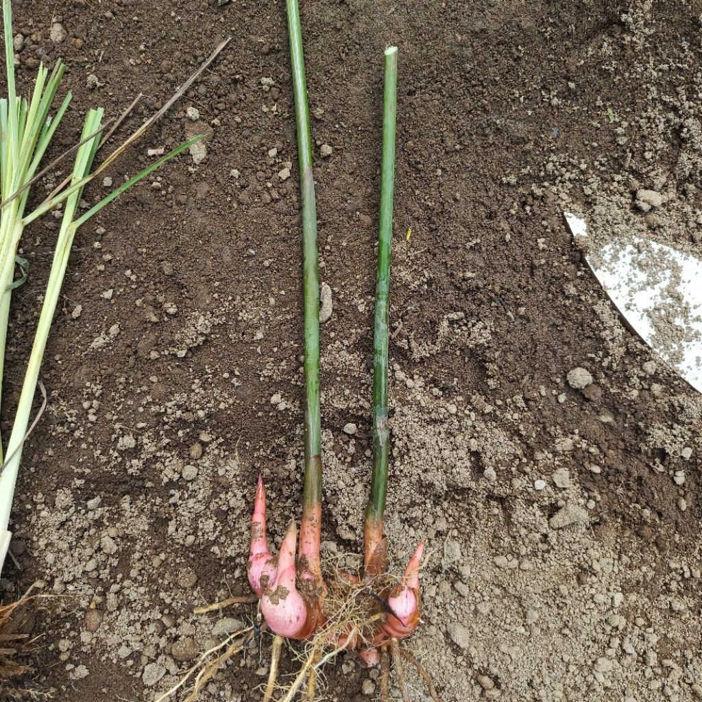 bibit lengkuas merah lengkuas sayur