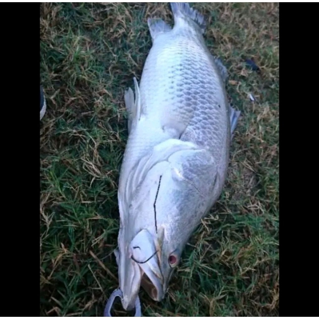 Mata kail sircle hook baja kuat anti melar isi 7pcs