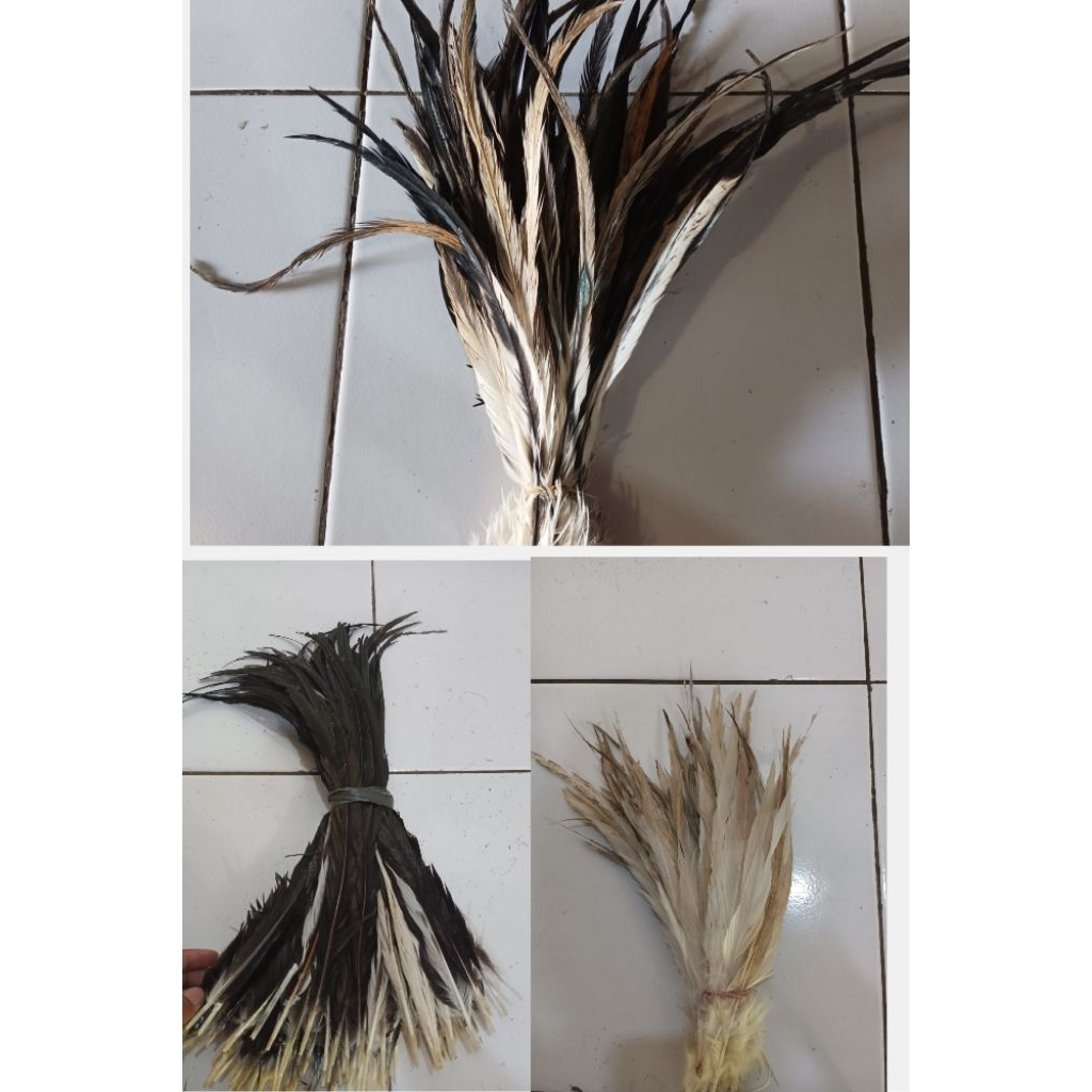 

bulu ekor ayam jago dan babon panjang 50 pcs 25-35cm