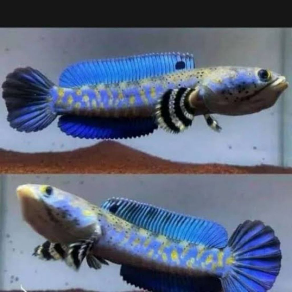 Pulchra Blue Pulchra dekorasi Hiasan aquarium sz 12-15 cm