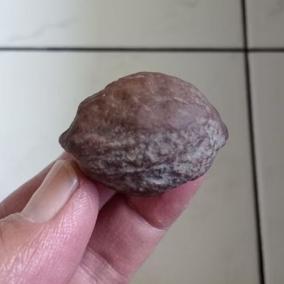 Kemiri Adu Muncang Adu Jayanti Rajabatok Ori Full Tua