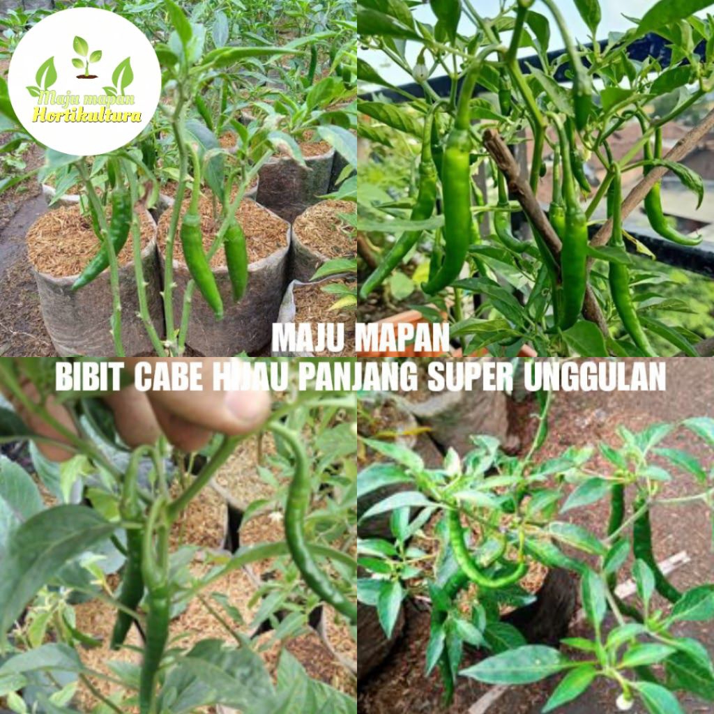 BIBIT CABE HIJAU PANJANG BERKUALITAS UNGGUL
