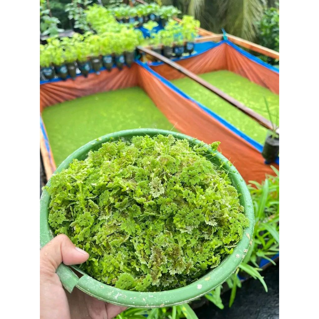 rumput azola