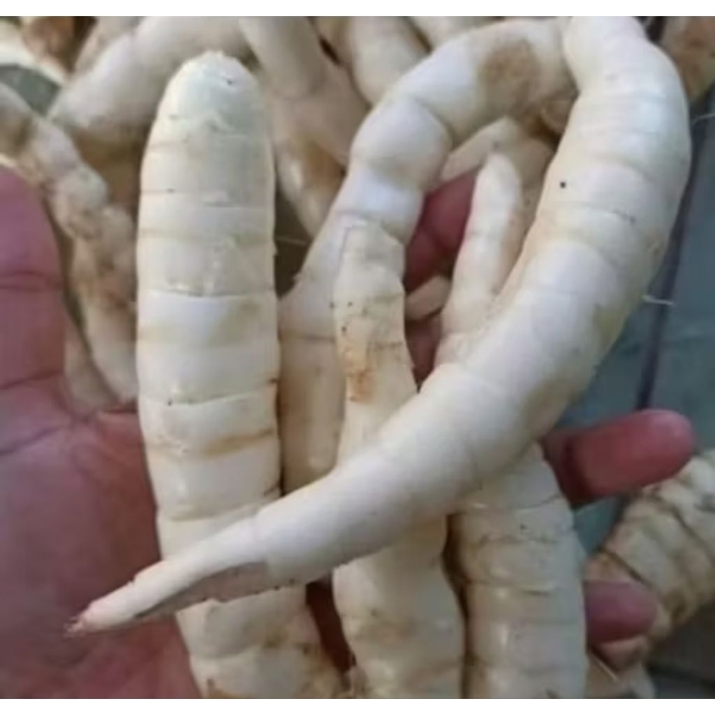 

ubi garut/kerut muria 1 kg