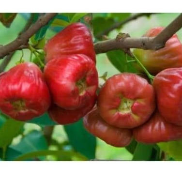 

Buah Jambu Air Segar