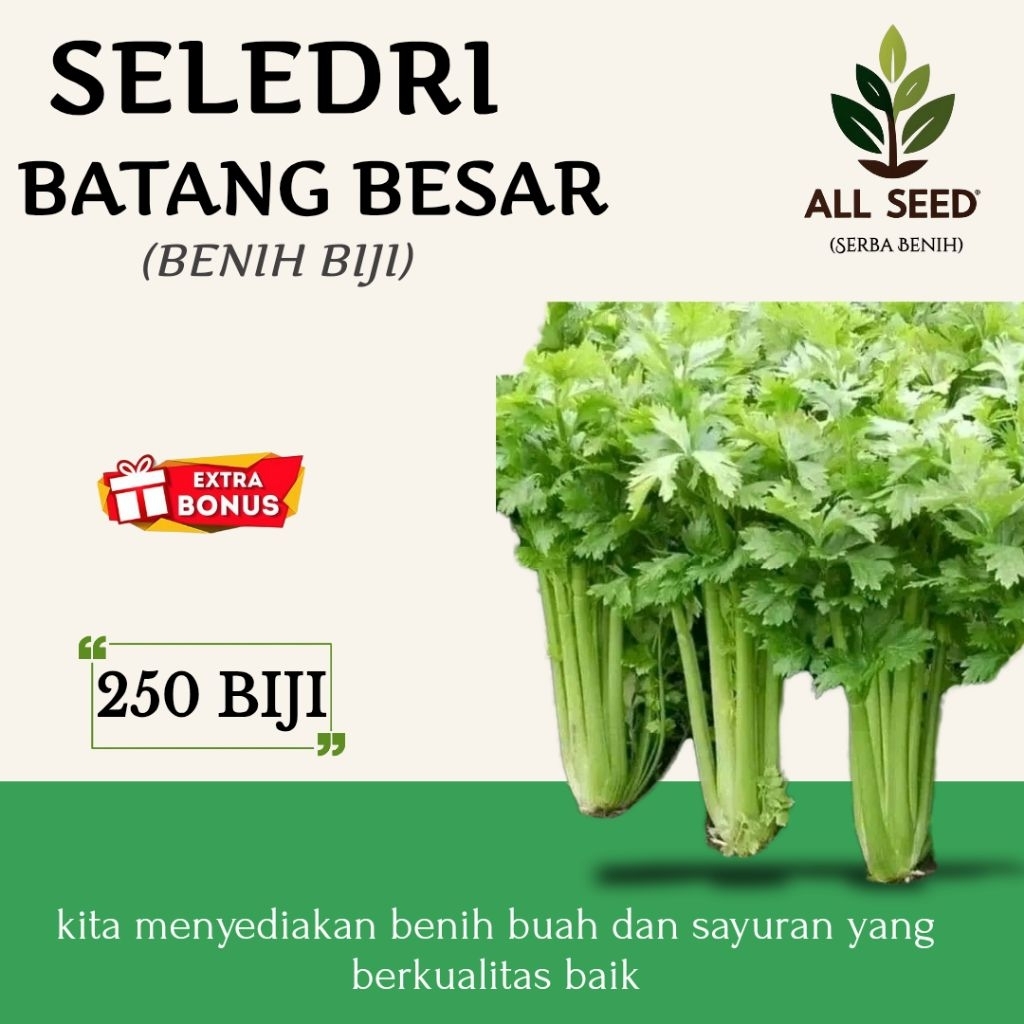( 250 biji ) Benih seledri batang besar | bibit seledri