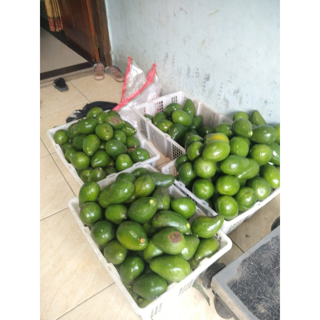 

alpukat mentega grade C ( 1 kg isi 3-4 buah)