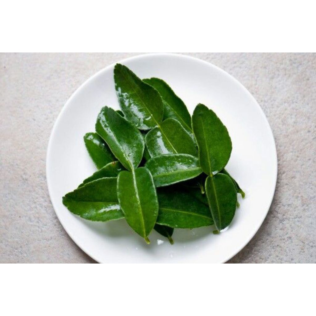 

daun jeruk / daun salam