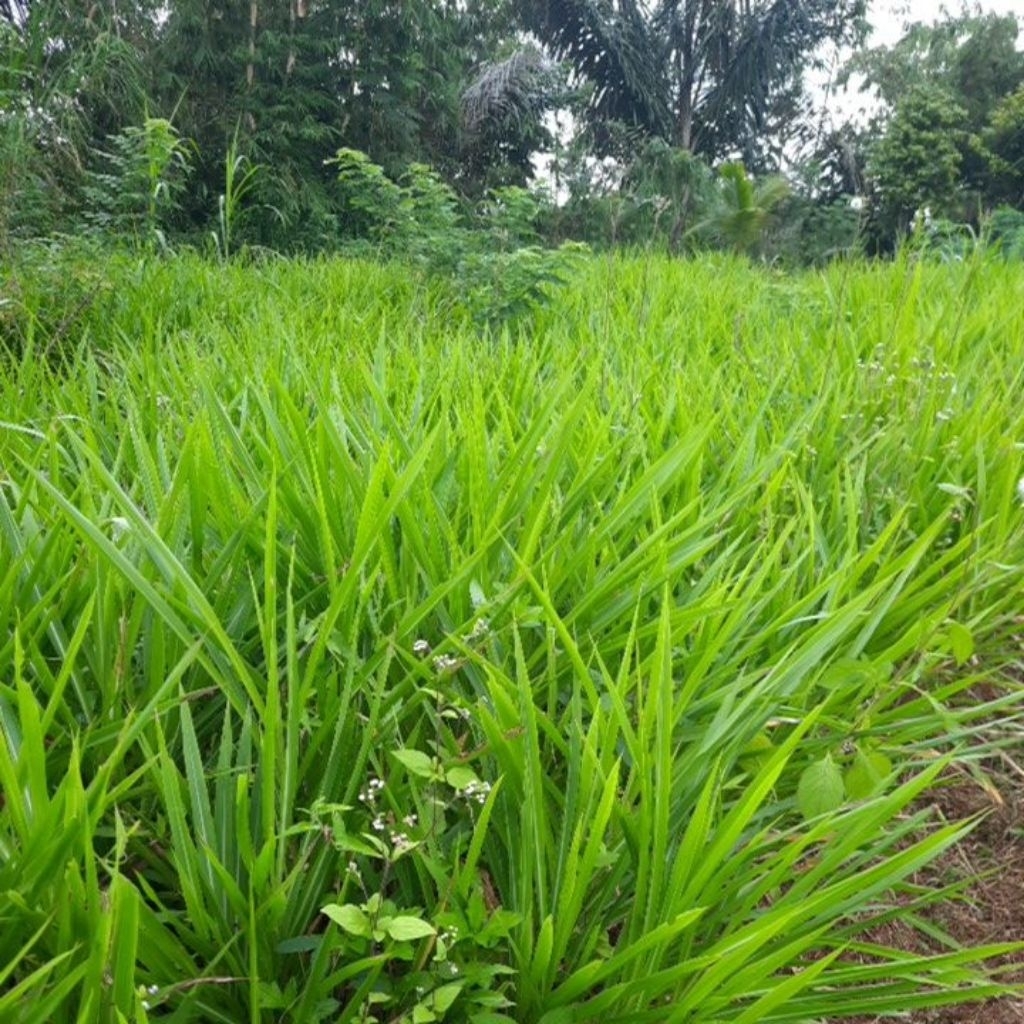 Benih Odot pakan rumput untuk kambing