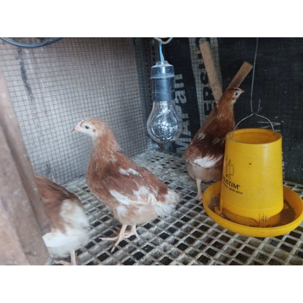Ayam Petelur Sehat usia 2-3 bulan