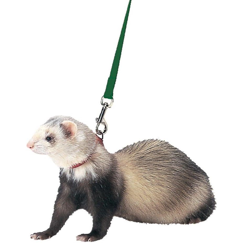 Marshall Ferret Harness and Lead, Hunter Green
