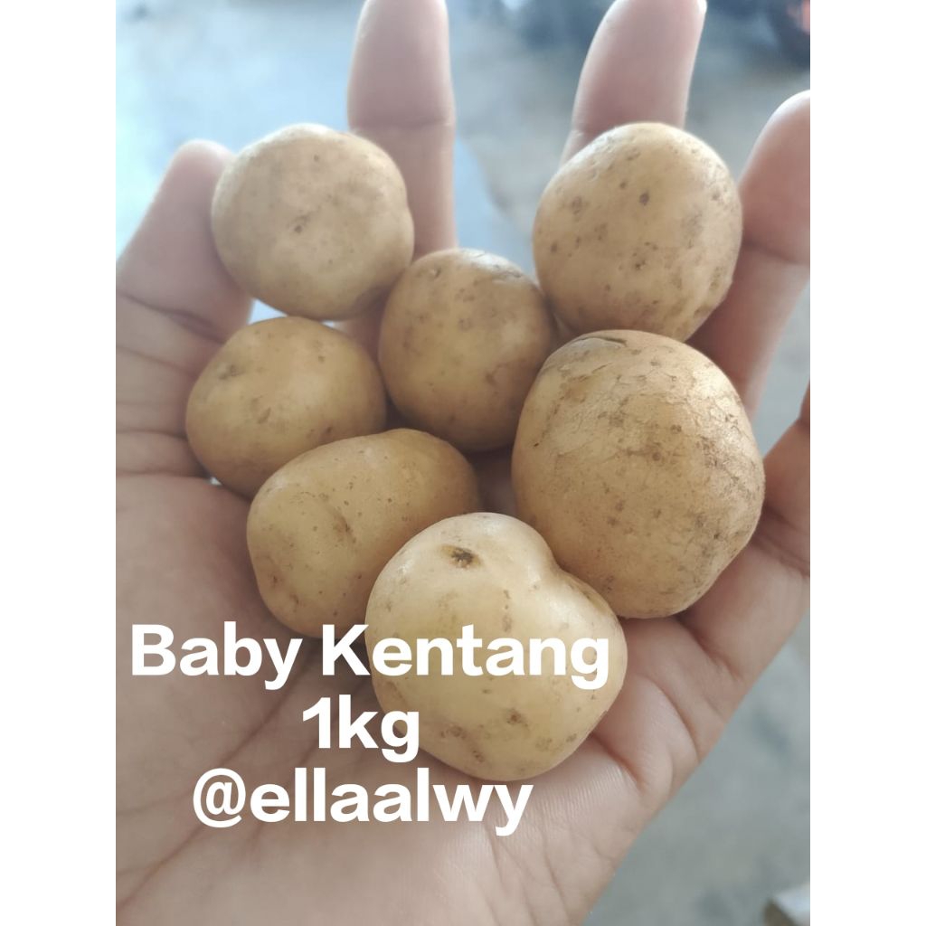 

BABY KENTANG 1KG