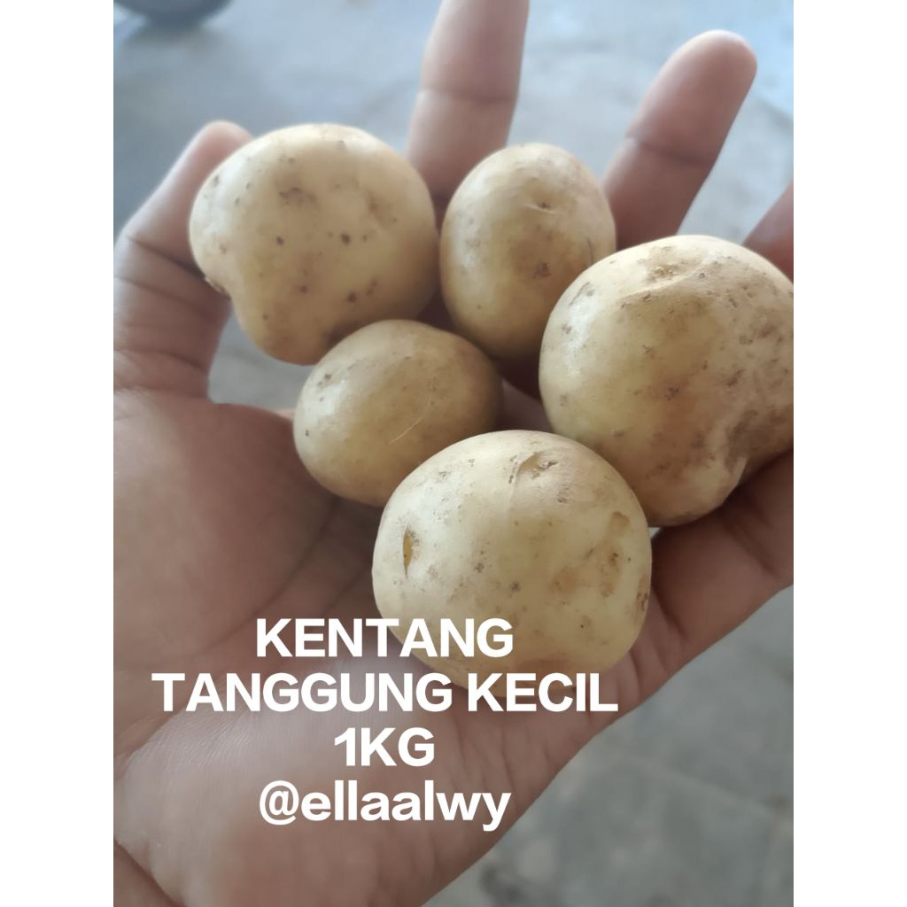 

KENTANG TANGGUNG KECIL 1KG