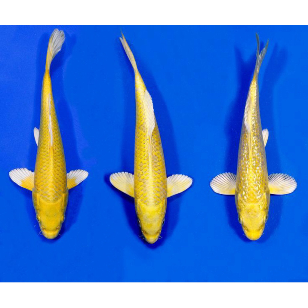 Ready Koi Ogon Size 10-12Cm Super Cantik Berquality Blitar Grade A