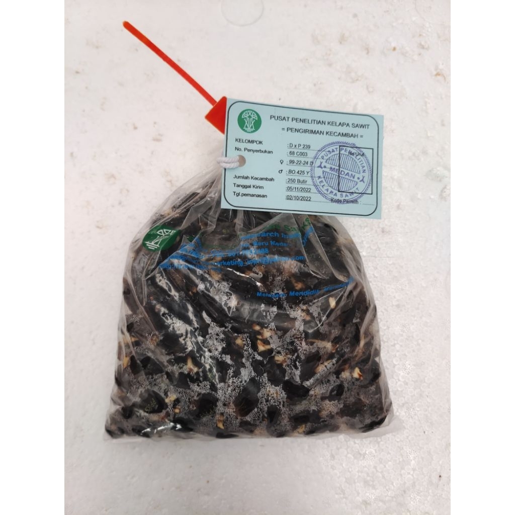 Bibit Kecambah Sawit PPKS Unggul