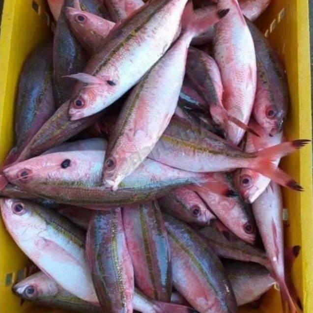 

Ikan Pisang Pisang Segar Ikan Pisang Pisang Ikan Laut Segar 1Kg