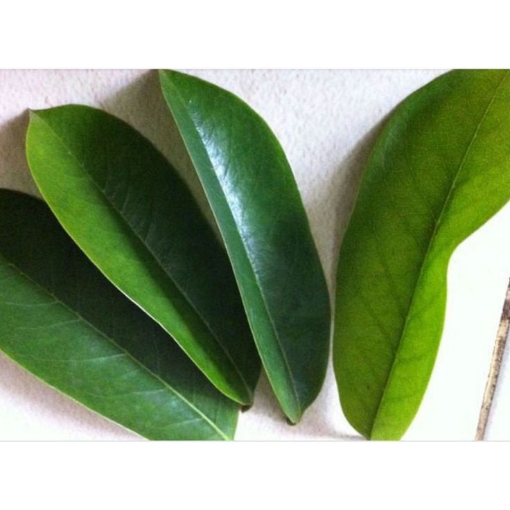 

daun sirsak segar organik 50lembar daun