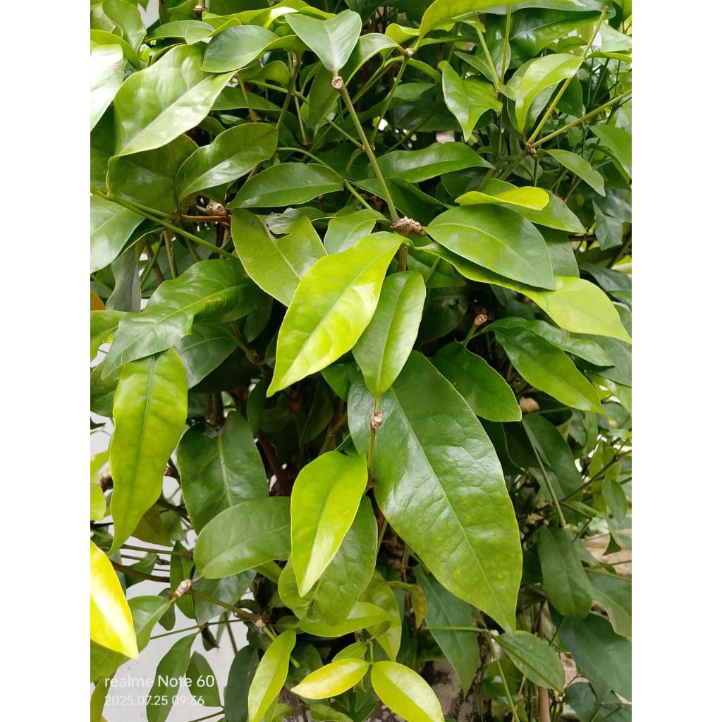 

Daun so/ Daun melinjo fresh 100 gram