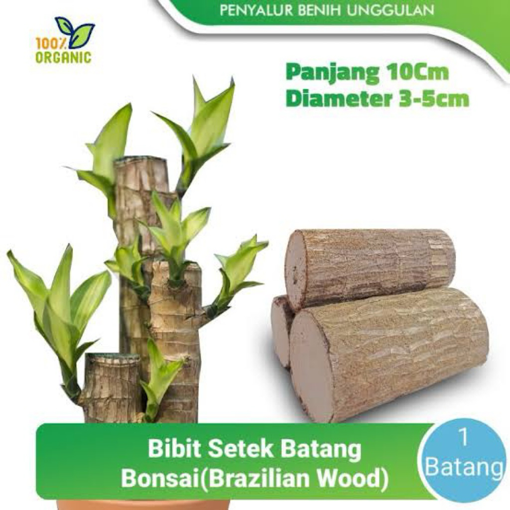 bibit bonsai hanjuang brazilian wood | bonsai hanjuang