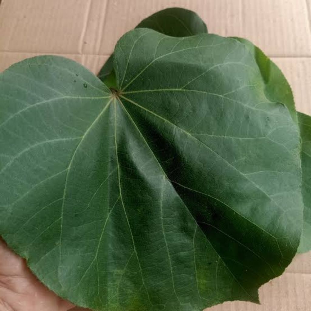 

daun waru bisa buat bungkus makanan/ peyem per iket