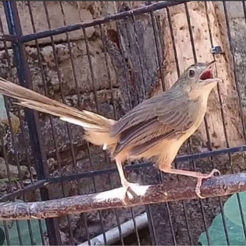 Burung cigun Jantan mulus istimewa