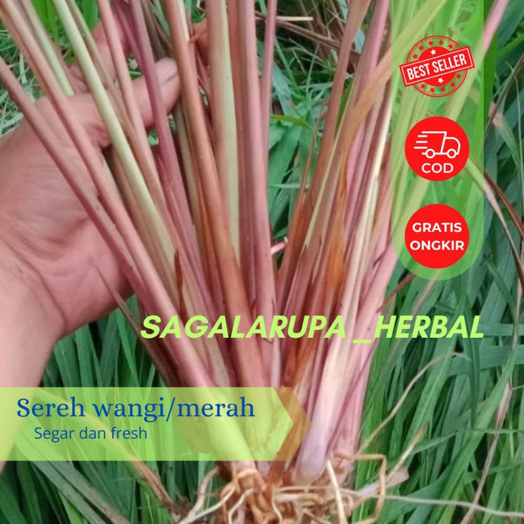 

sereh merah/ sereh wangi segar organik 1 kg termurah