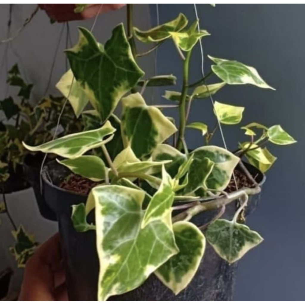 Pohon Ivy English Varigata Tanaman Gantung Ivy English