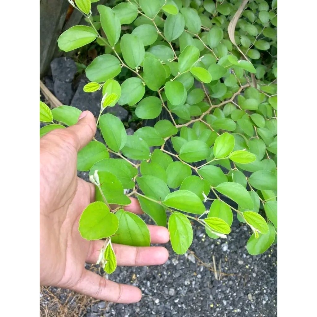 

Daun Bidara 100 gram segar