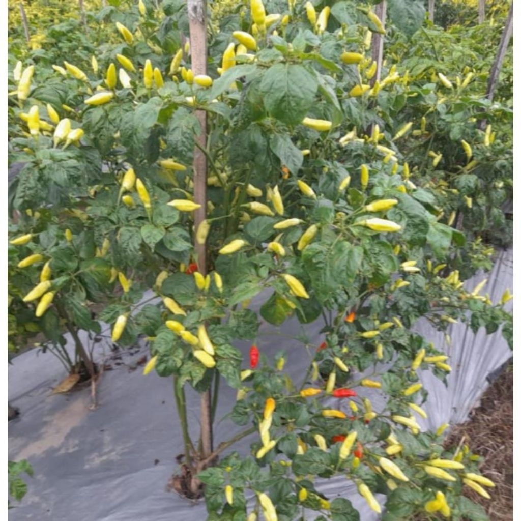 Bibit Cabe Rawit Unggul BESTOP Bibit Cabe Kaliber Unggul Tahan Virus Benih Cabe Rawit Unggul Bibit C