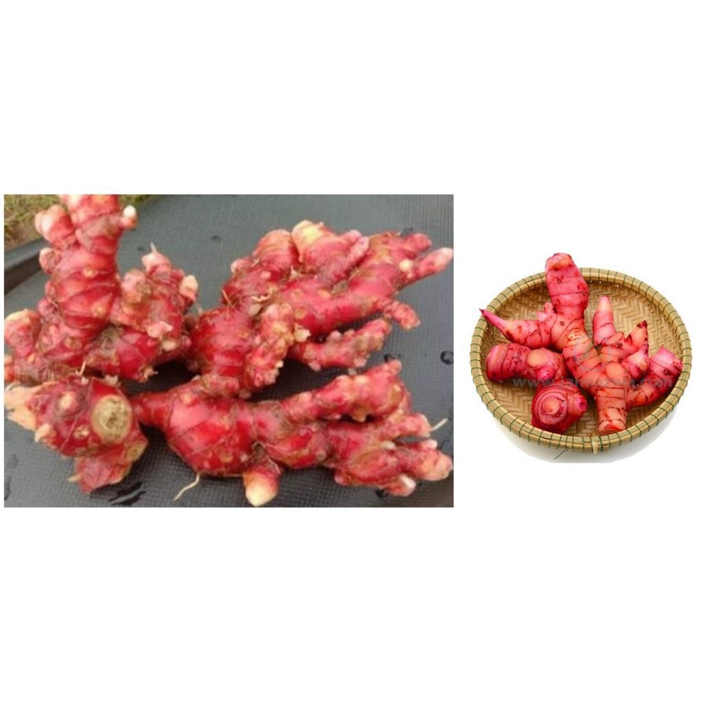 

promo jahe merah segar fresh 1 kg