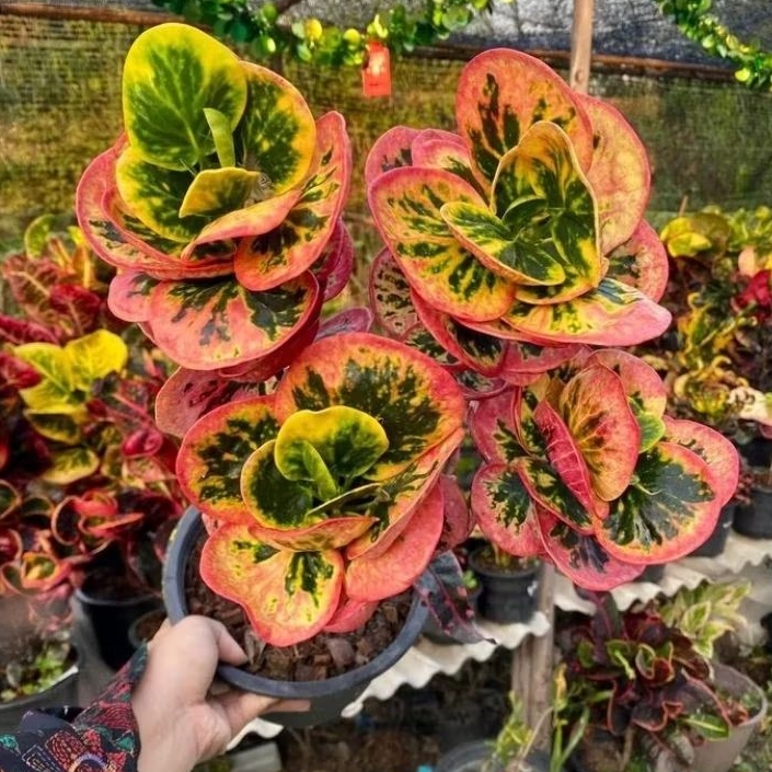 Tanaman hias Puring Apel/pohon puring rimbun