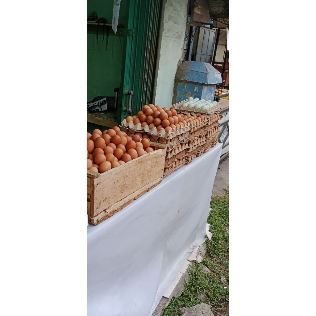 

telur ayam fress