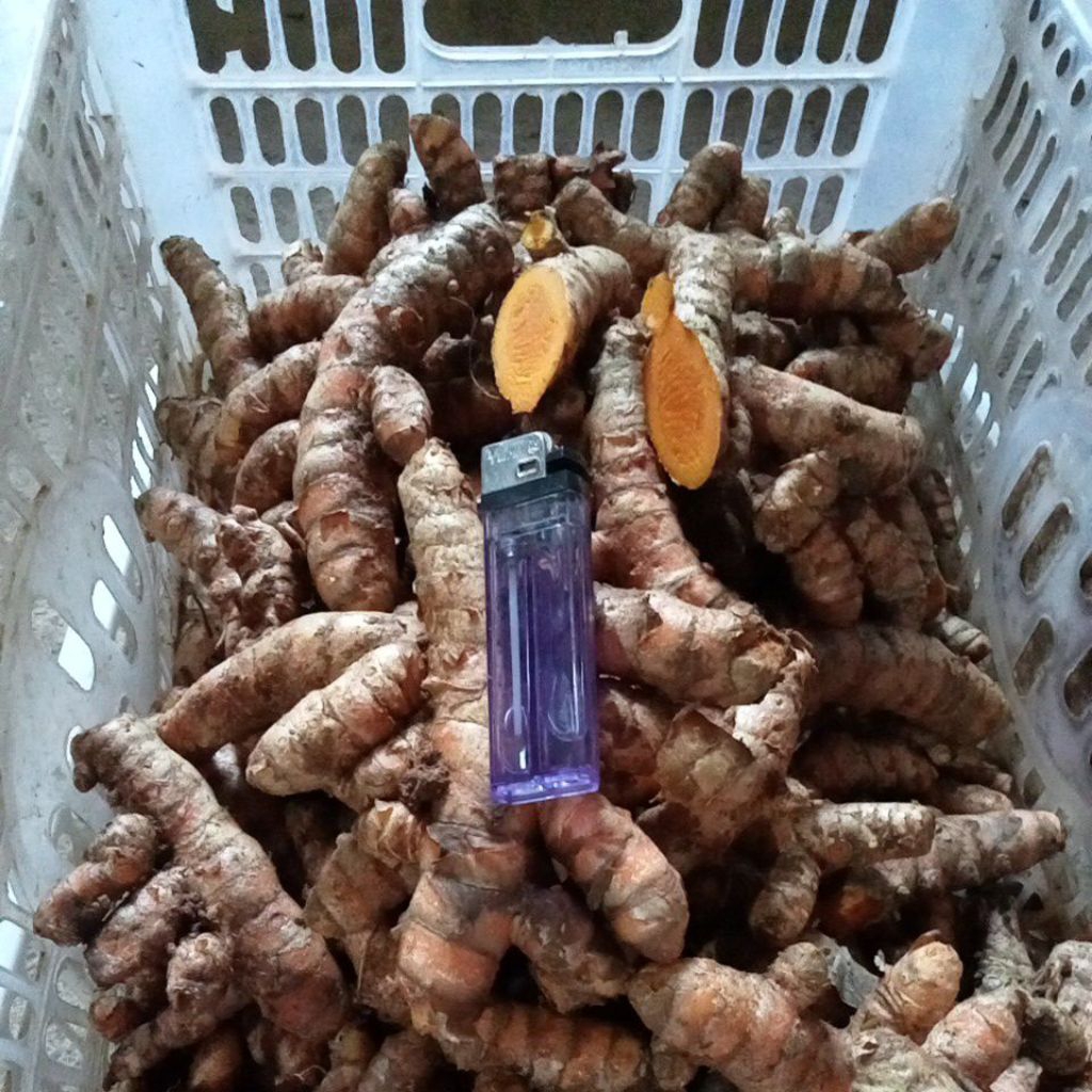 

kunyit tua segar 1kg