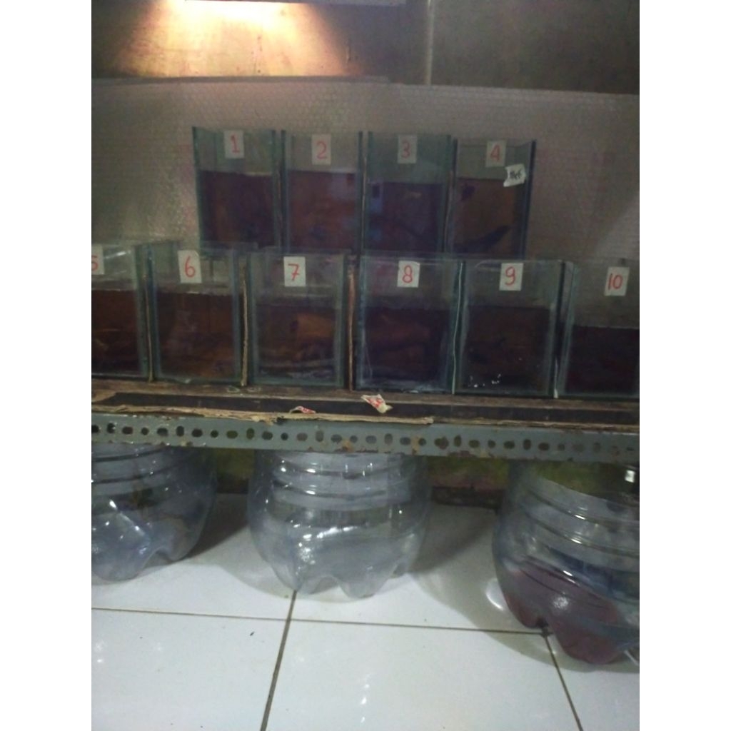 Paket Usaha Ikan Chana Maru Riau