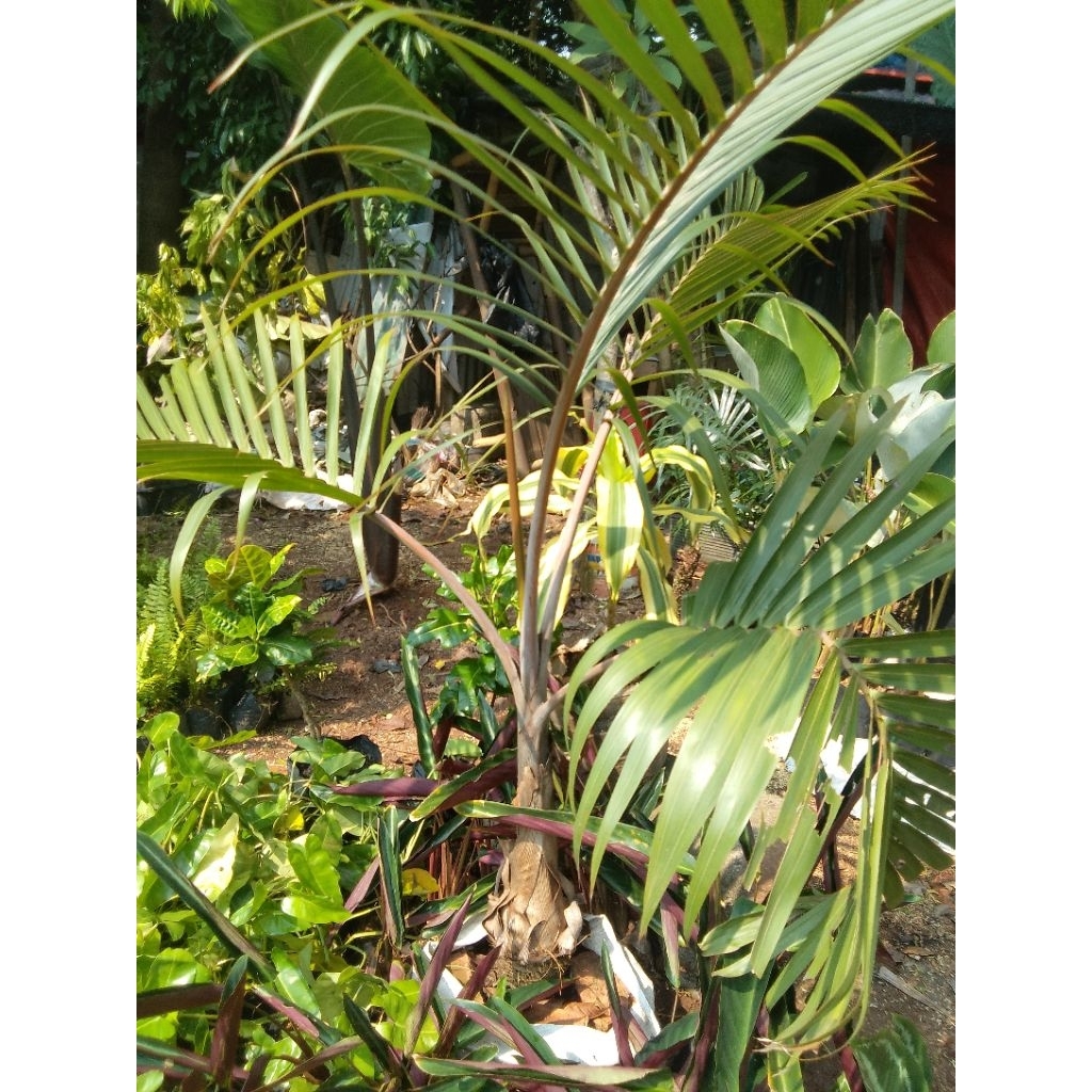 tanaman hias palem botol ukuran 1 meter