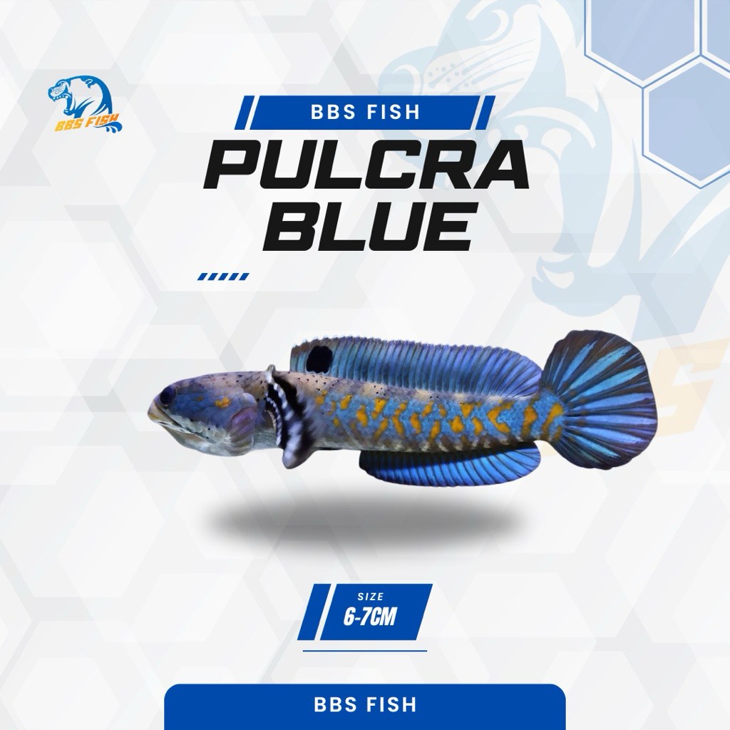 Pulchra blue CB 6-7cm / Blue pulchra / blue pulkra progres free sticker instan
