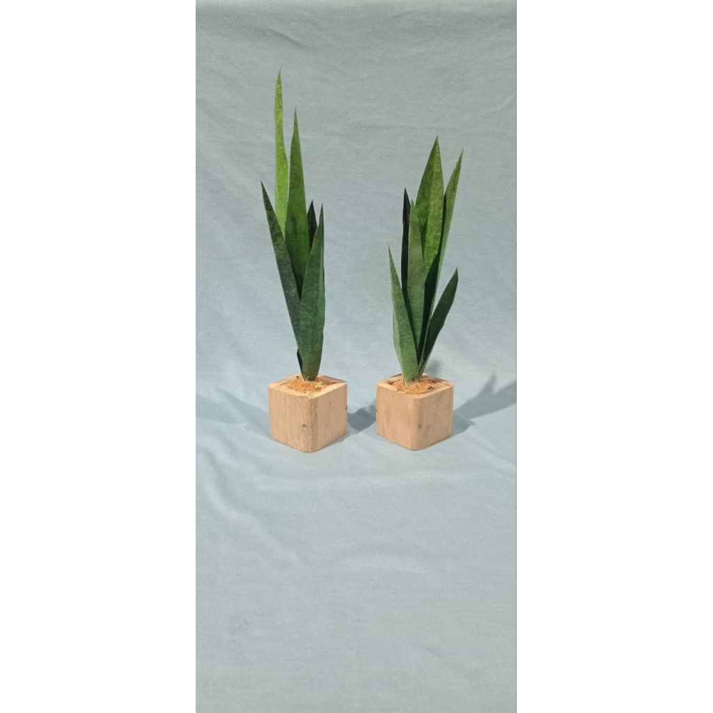 bunga lidah mertua artificial