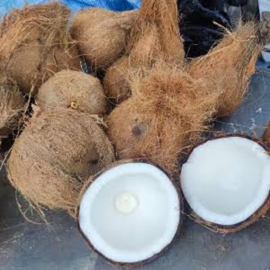 

kelapa tua fres super segar ukuran besar kualitas terjamin co 10 gratis 1 bahan masakan/santan PERBUTIR
