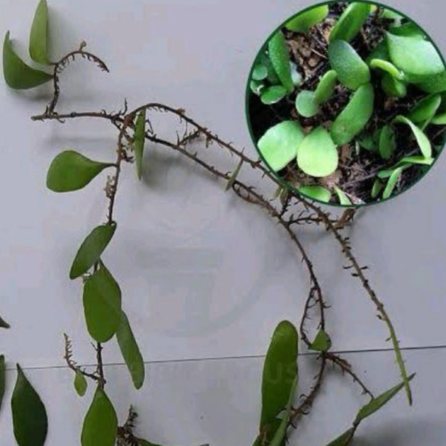 

Daun Sisik Naga 1Kg Herbal Alami