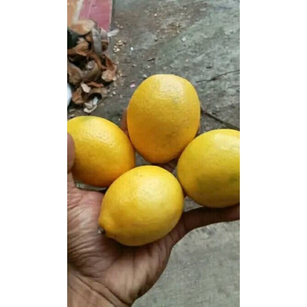 

lemon california 500kg