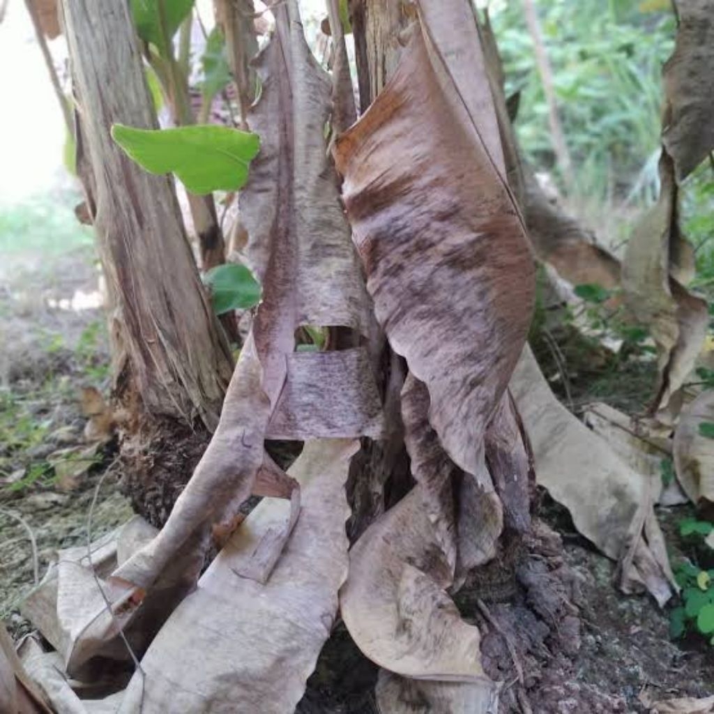 

daun pisang kering 1 kg