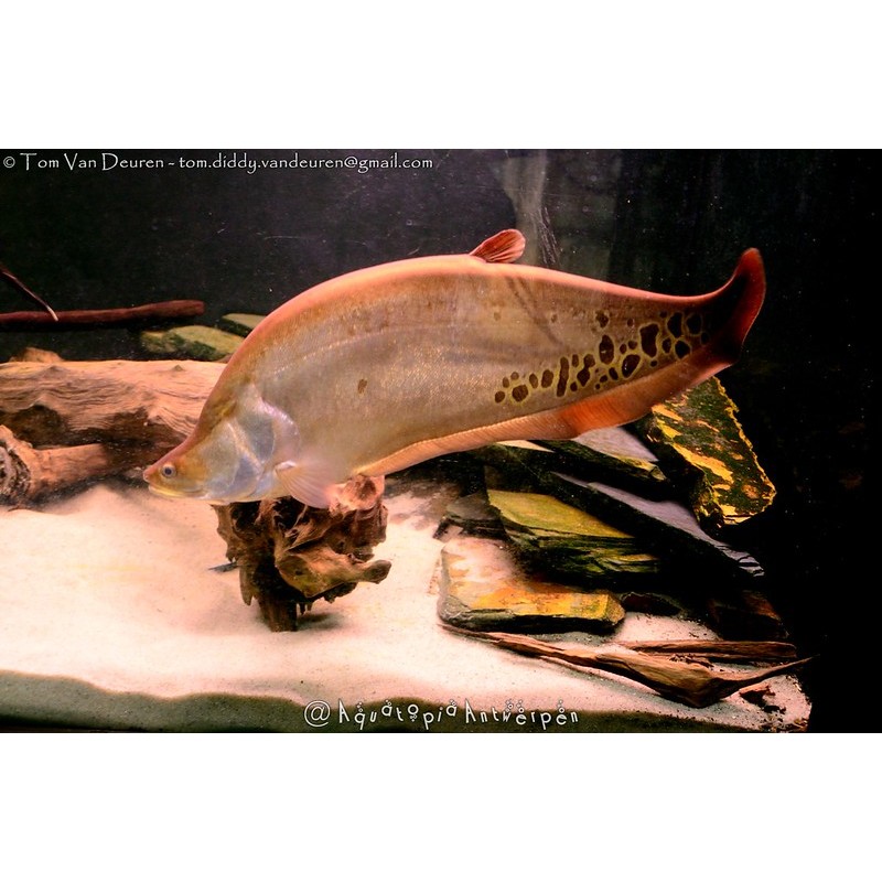 Belida Brown Jumbo Size 23-25 cm Langka & Jarang ada