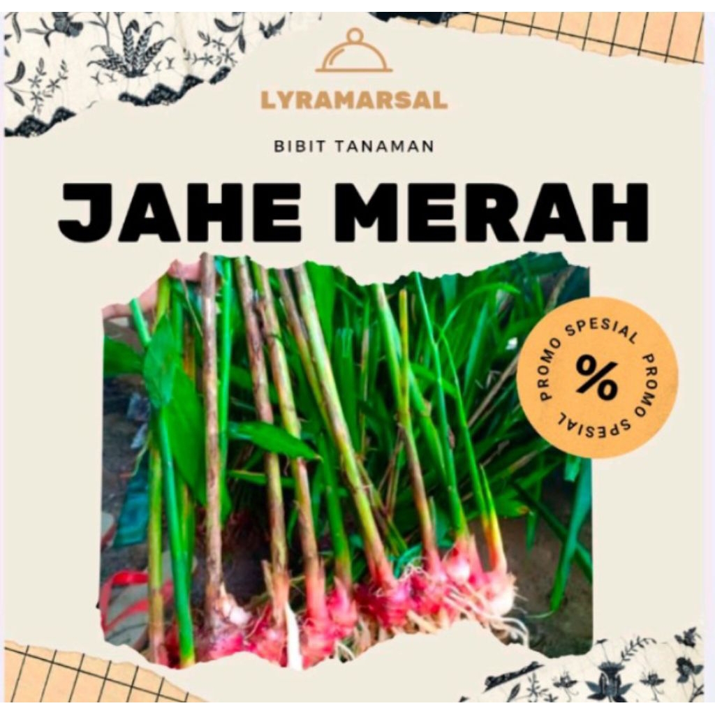 

jahe merah