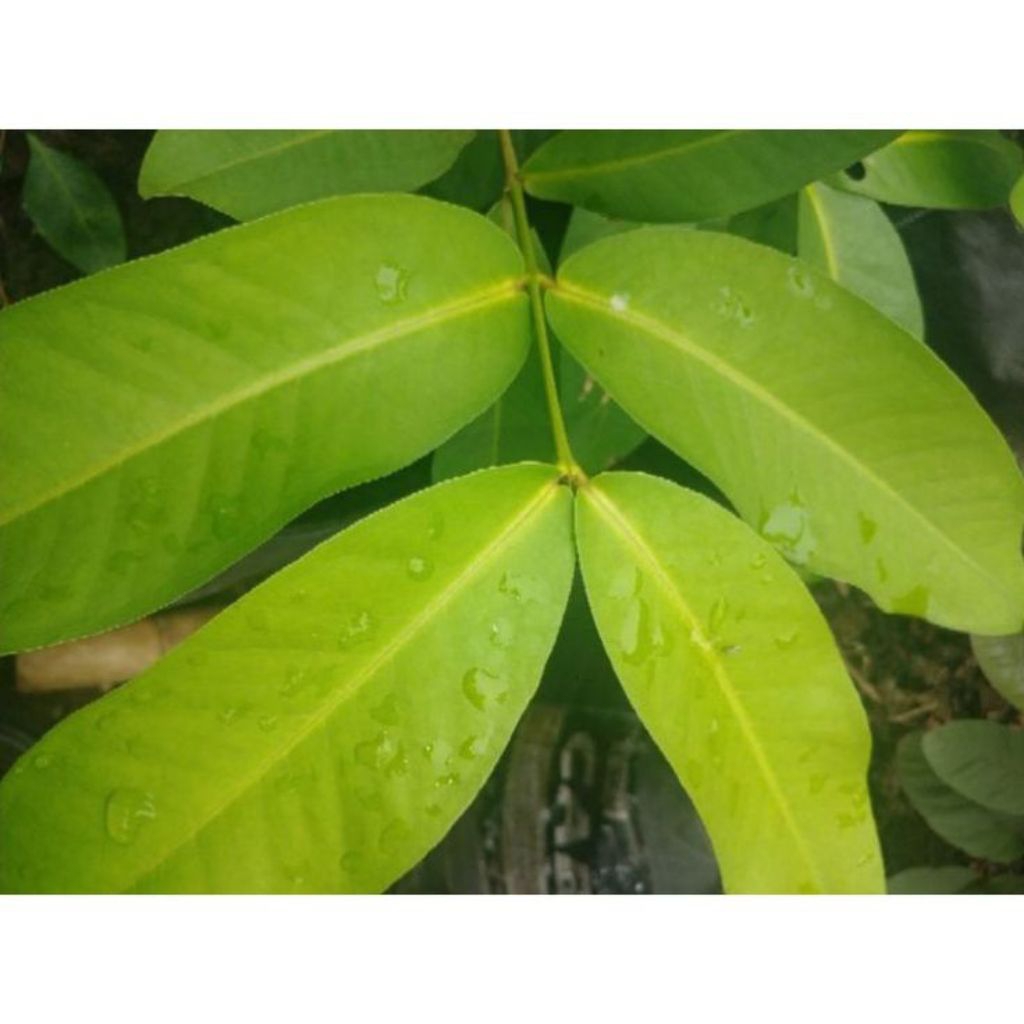 

daun jambu air untuk herbal | obat alergi | jamu herbal | non pestisida